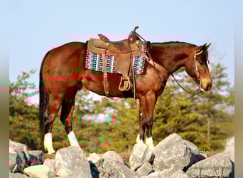 American Quarter Horse, Ruin, 6 Jaar, 152 cm, Roodbruin