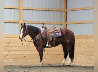 American Quarter Horse, Ruin, 6 Jaar, 152 cm, Roodbruin