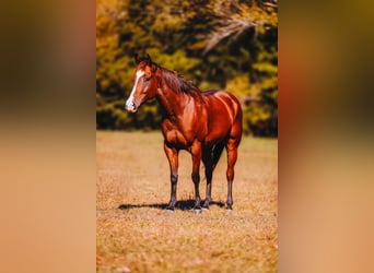 American Quarter Horse, Ruin, 6 Jaar, 152 cm, Roodbruin