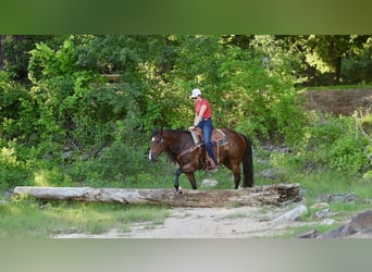 American Quarter Horse, Ruin, 6 Jaar, 152 cm, Roodbruin