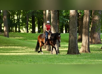 American Quarter Horse, Ruin, 6 Jaar, 152 cm, Roodbruin