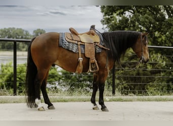American Quarter Horse, Ruin, 6 Jaar, 152 cm, Roodbruin