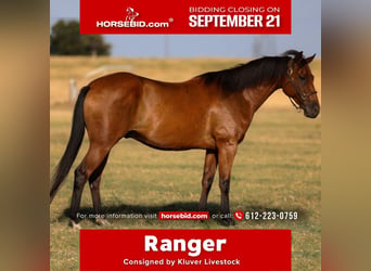 American Quarter Horse, Ruin, 6 Jaar, 152 cm, Roodbruin