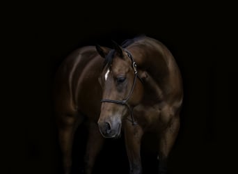 American Quarter Horse, Ruin, 6 Jaar, 152 cm, Roodbruin