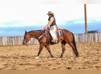 American Quarter Horse, Ruin, 6 Jaar, 152 cm, Roodbruin