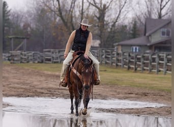 American Quarter Horse, Ruin, 6 Jaar, 152 cm, Roodbruin