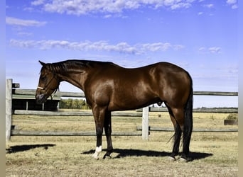 American Quarter Horse, Ruin, 6 Jaar, 152 cm, Roodbruin