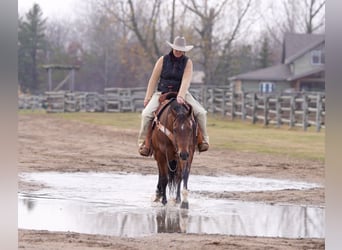 American Quarter Horse, Ruin, 6 Jaar, 152 cm, Roodbruin