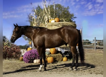 American Quarter Horse, Ruin, 6 Jaar, 152 cm, Roodbruin