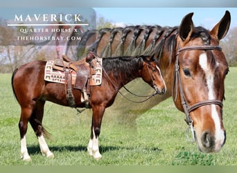 American Quarter Horse Mix, Ruin, 6 Jaar, 152 cm, Roodbruin