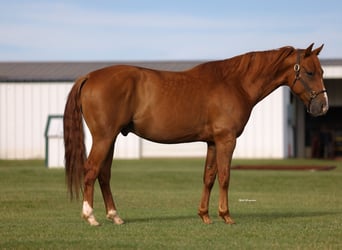 American Quarter Horse, Ruin, 6 Jaar, 152 cm, Roodvos