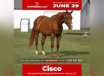 American Quarter Horse, Ruin, 6 Jaar, 152 cm, Roodvos