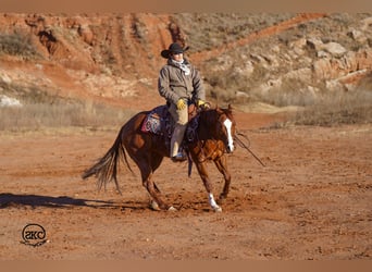 American Quarter Horse, Ruin, 6 Jaar, 152 cm, Roodvos