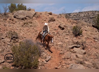 American Quarter Horse, Ruin, 6 Jaar, 152 cm, Roodvos