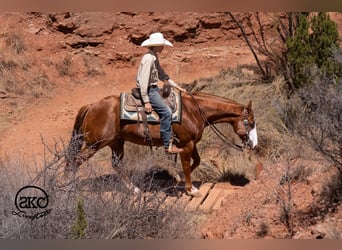 American Quarter Horse, Ruin, 6 Jaar, 152 cm, Roodvos