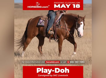 American Quarter Horse, Ruin, 6 Jaar, 152 cm, Roodvos