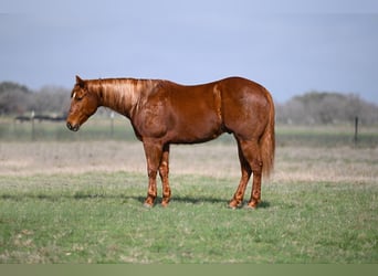 American Quarter Horse, Ruin, 6 Jaar, 152 cm, Roodvos
