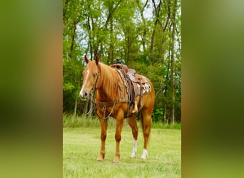 American Quarter Horse, Ruin, 6 Jaar, 152 cm, Roodvos