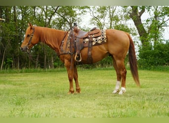 American Quarter Horse, Ruin, 6 Jaar, 152 cm, Roodvos
