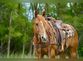 American Quarter Horse, Ruin, 6 Jaar, 152 cm, Roodvos
