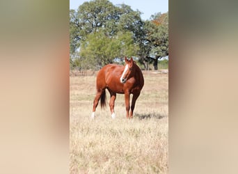 American Quarter Horse, Ruin, 6 Jaar, 152 cm, Roodvos