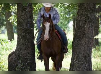 American Quarter Horse, Ruin, 6 Jaar, 152 cm, Roodvos