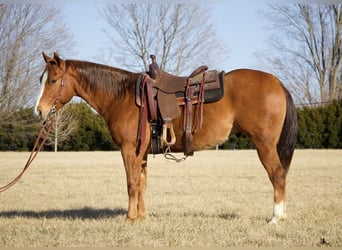 American Quarter Horse, Ruin, 6 Jaar, 152 cm, Roodvos