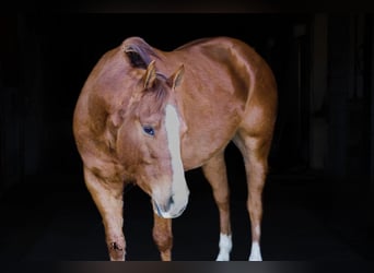 American Quarter Horse, Ruin, 6 Jaar, 152 cm, Roodvos