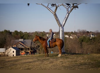 American Quarter Horse, Ruin, 6 Jaar, 152 cm, Roodvos