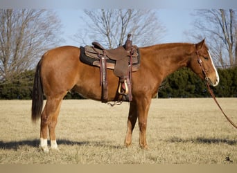 American Quarter Horse, Ruin, 6 Jaar, 152 cm, Roodvos