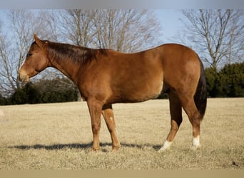 American Quarter Horse, Ruin, 6 Jaar, 152 cm, Roodvos