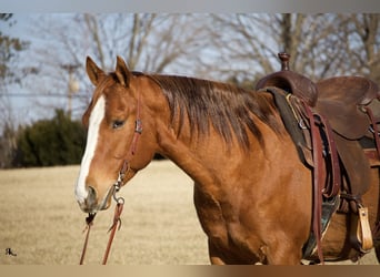 American Quarter Horse, Ruin, 6 Jaar, 152 cm, Roodvos