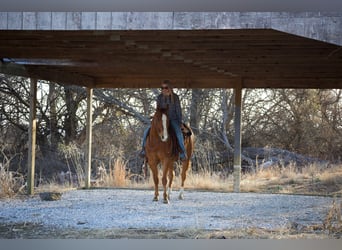 American Quarter Horse, Ruin, 6 Jaar, 152 cm, Roodvos