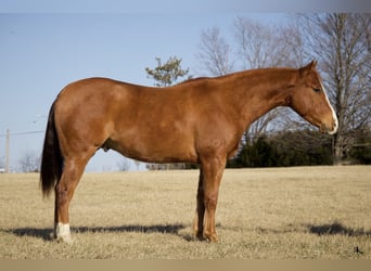 American Quarter Horse, Ruin, 6 Jaar, 152 cm, Roodvos