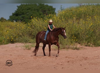 American Quarter Horse, Ruin, 6 Jaar, 152 cm, Roodvos