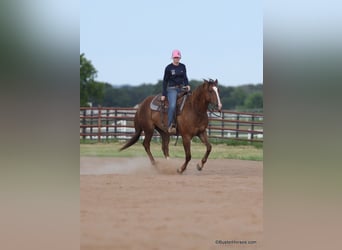 American Quarter Horse, Ruin, 6 Jaar, 152 cm, Roodvos