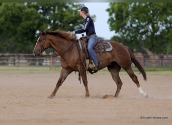 American Quarter Horse, Ruin, 6 Jaar, 152 cm, Roodvos