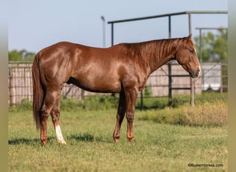 American Quarter Horse, Ruin, 6 Jaar, 152 cm, Roodvos