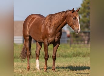 American Quarter Horse, Ruin, 6 Jaar, 152 cm, Roodvos