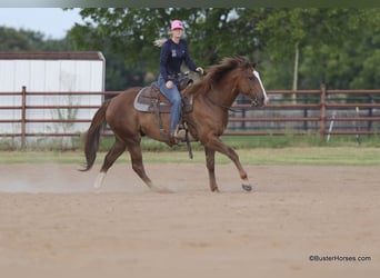 American Quarter Horse, Ruin, 6 Jaar, 152 cm, Roodvos