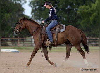 American Quarter Horse, Ruin, 6 Jaar, 152 cm, Roodvos