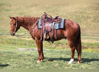 American Quarter Horse, Ruin, 6 Jaar, 152 cm, Roodvos