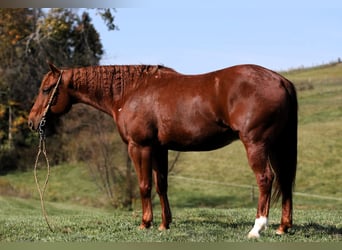 American Quarter Horse, Ruin, 6 Jaar, 152 cm, Roodvos