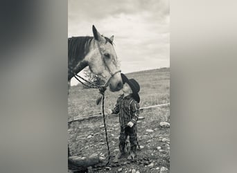 American Quarter Horse, Ruin, 6 Jaar, 152 cm, Schimmel