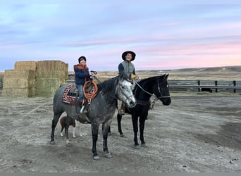 American Quarter Horse, Ruin, 6 Jaar, 152 cm, Schimmel