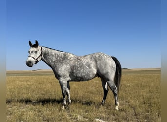 American Quarter Horse, Ruin, 6 Jaar, 152 cm, Schimmel