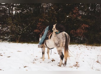 American Quarter Horse, Ruin, 6 Jaar, 152 cm, Schimmel