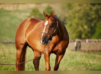 American Quarter Horse, Ruin, 6 Jaar, 152 cm, Vos