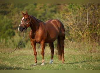 American Quarter Horse, Ruin, 6 Jaar, 152 cm, Vos