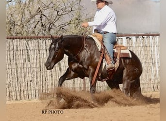 American Quarter Horse, Ruin, 6 Jaar, 152 cm, Zwart